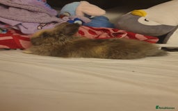 Lionhead rabbits for sale: Lionhead male rabbit for sale with cage - Image 2