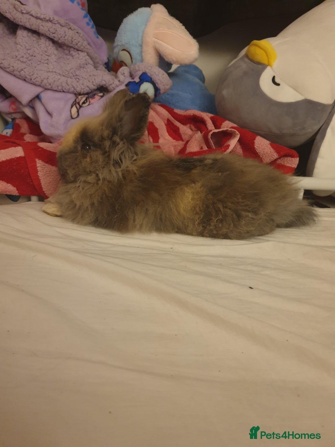 Lionhead rabbits for sale: Lionhead male rabbit for sale with cage - Image 2