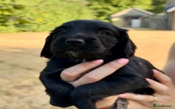 Sprocker dogs for sale: Working Sprocker Spaniel Puppies - Image 5