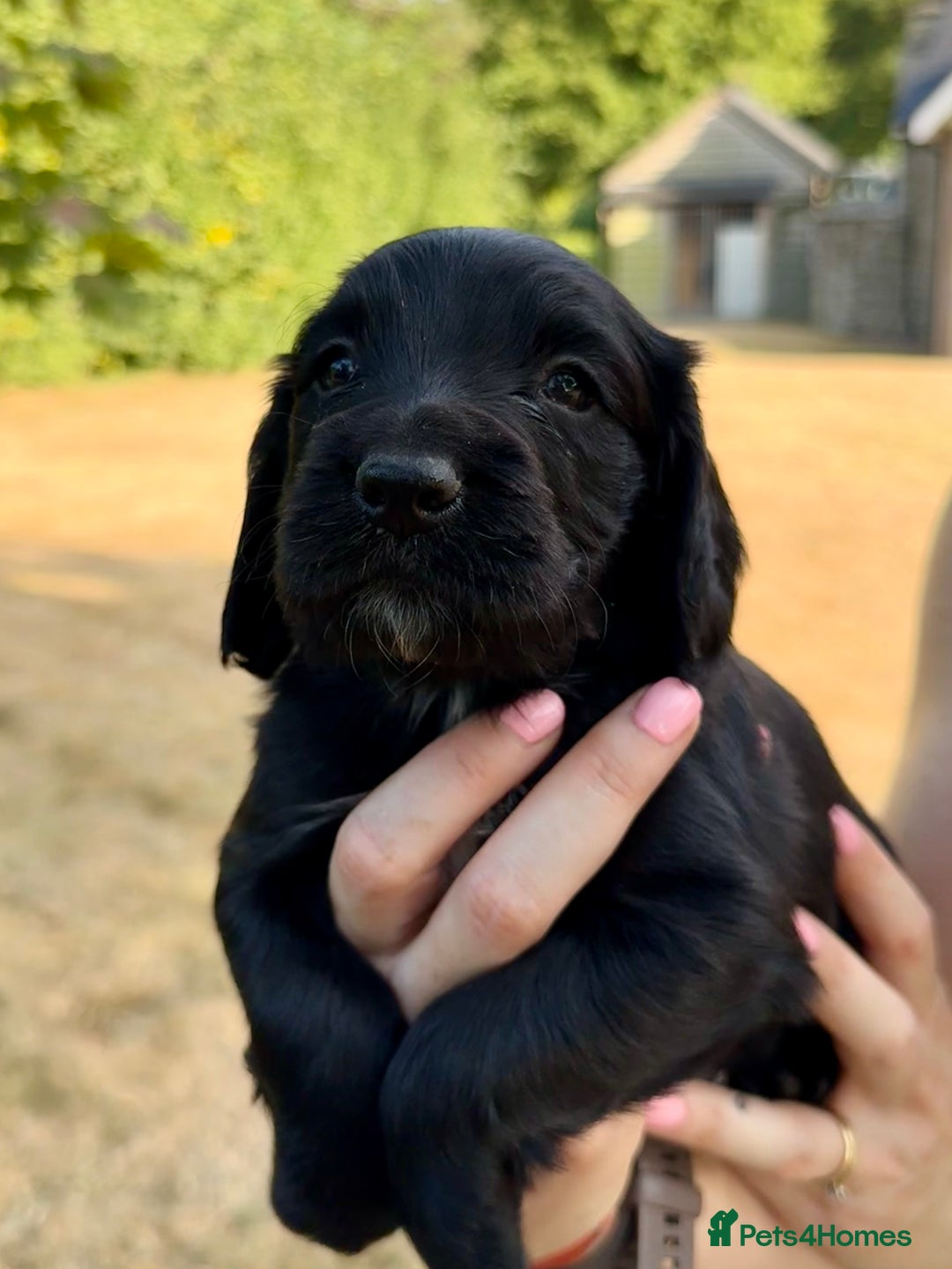 Sprocker dogs for sale: Working Sprocker Spaniel Puppies - Image 5
