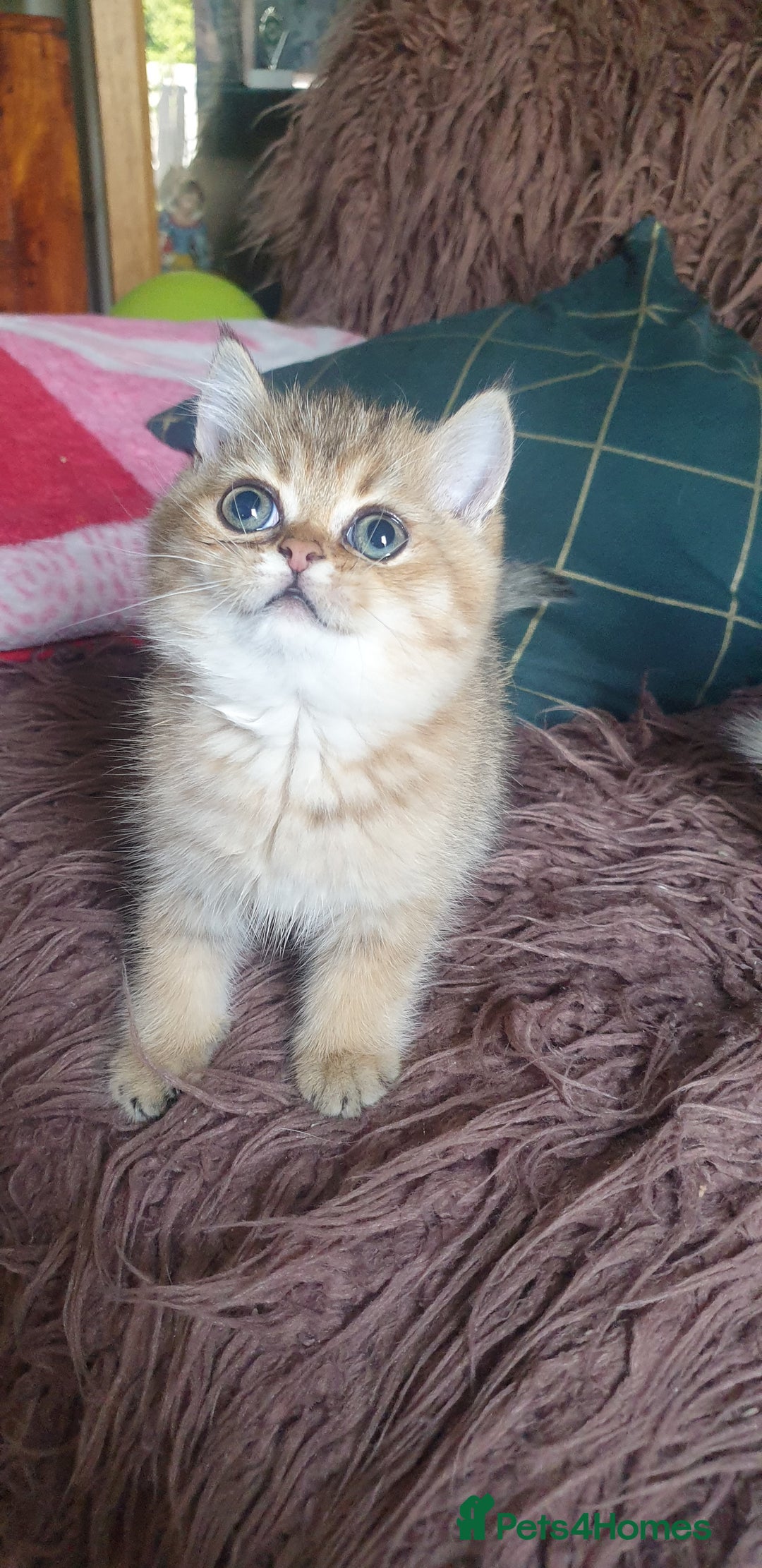 British Shorthair cats for sale: Stunning GCCF British Shorthair Kittens. - Image 9