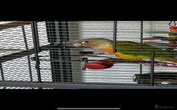 Conures birds for sale: Red pineapple conure  - Image 5