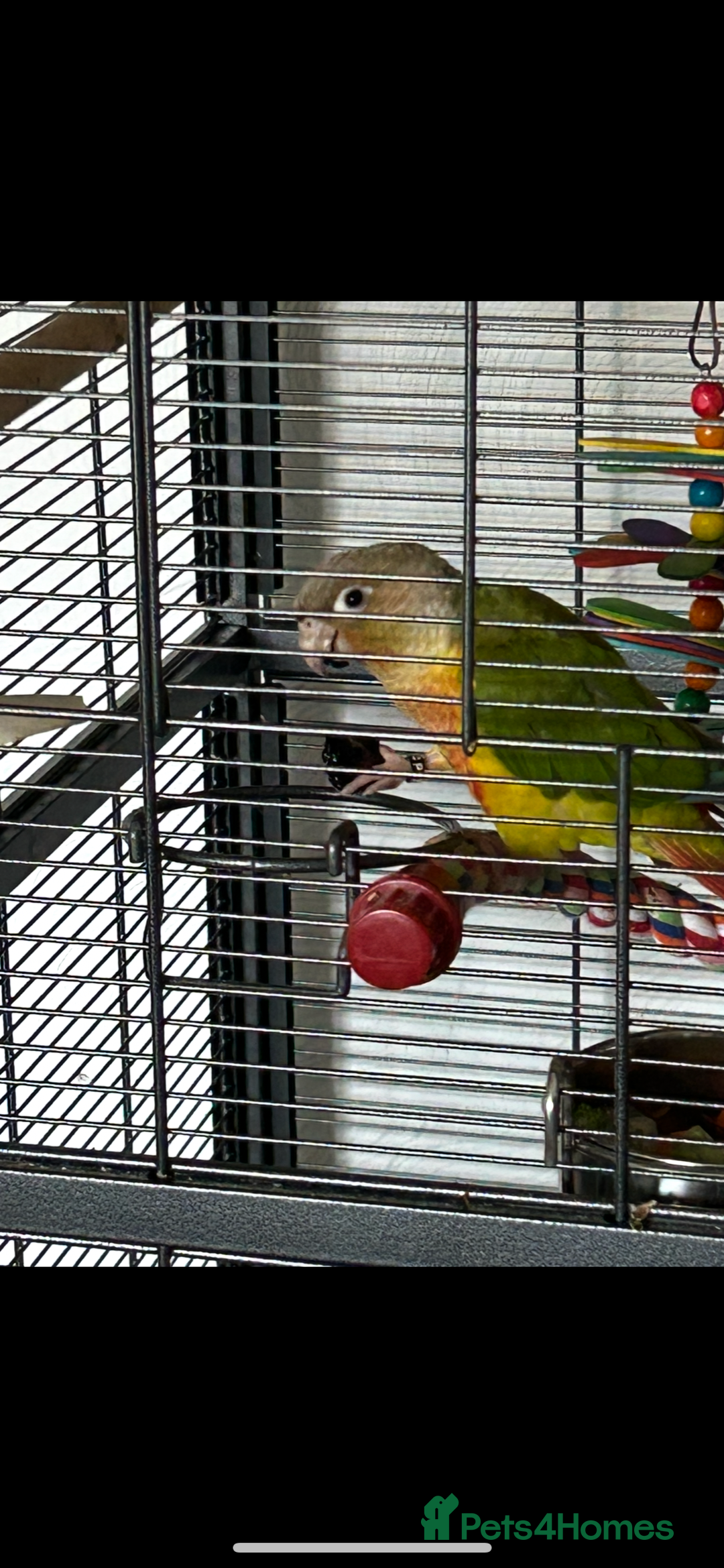 Conures birds for sale: Red pineapple conure  - Image 5