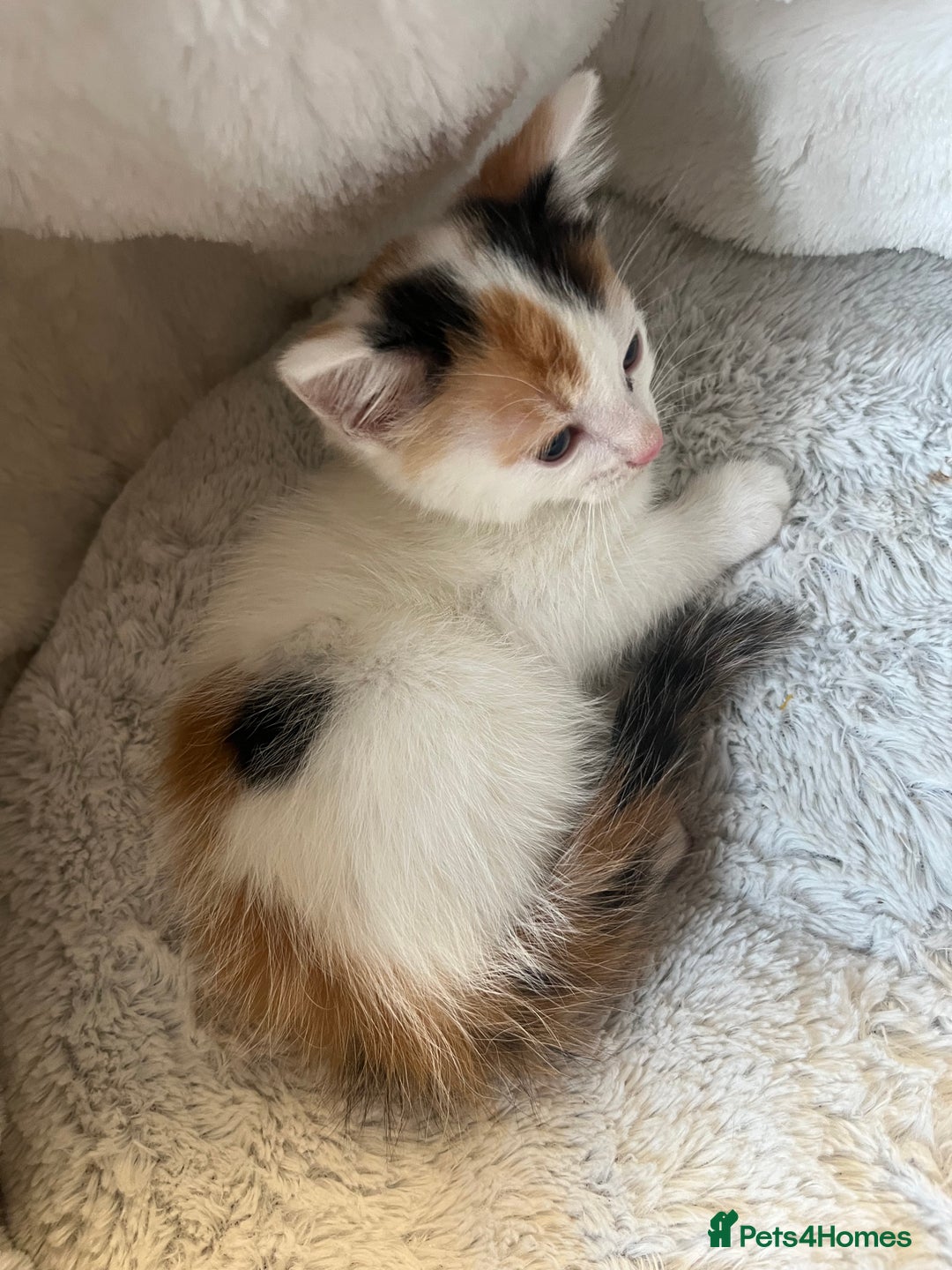 Mixed Breed cats for sale: 🐾 8 week Beautiful Girl Kitten - Advert 2
