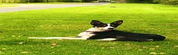 Border Collie dogs for sale: Border collie puppies  in Pickering - Advert 2