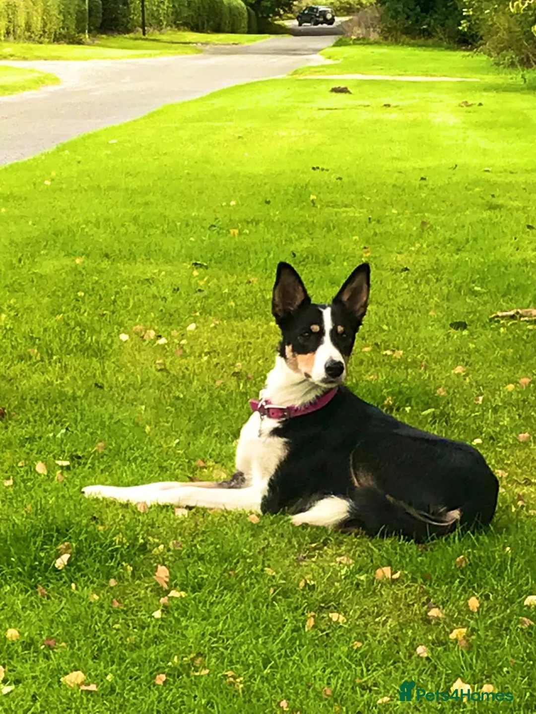 Border Collie dogs for sale: Border collie puppies  in Pickering - Advert 2