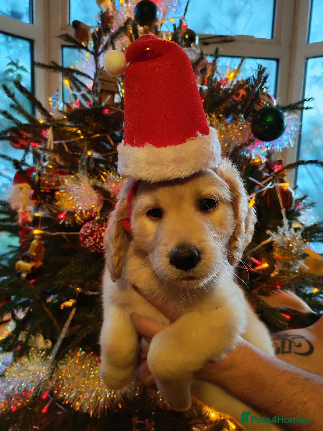 Labradoodle dogs for sale: Beautiful labradoodle puppies for sale  - Advert 13