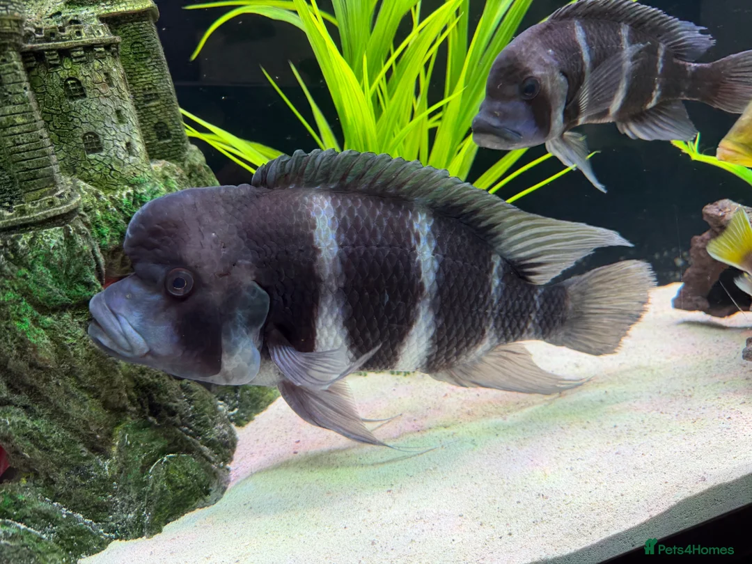 Loaches fish for sale: XL Frontosa male - Advert 1