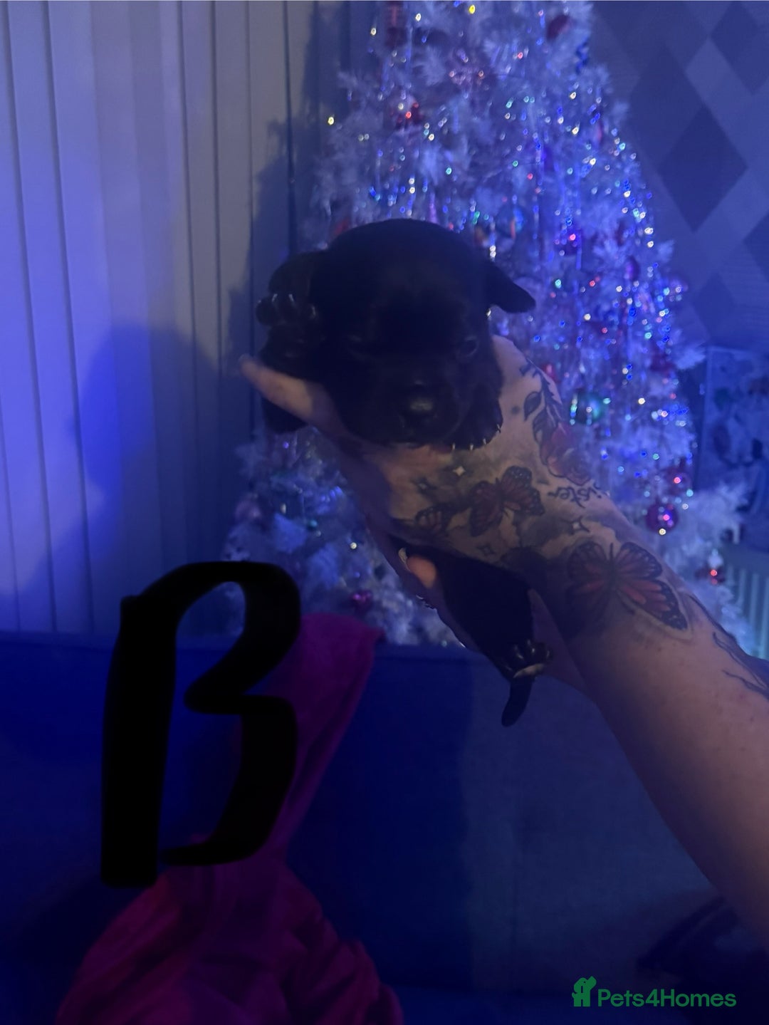 Cane Corso dogs for sale: Cane Corso puppies - Image 6