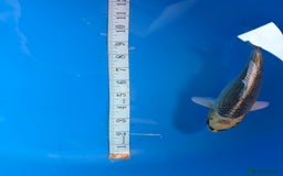 Koi Carp fish for sale: Mix of koi  - Image 6