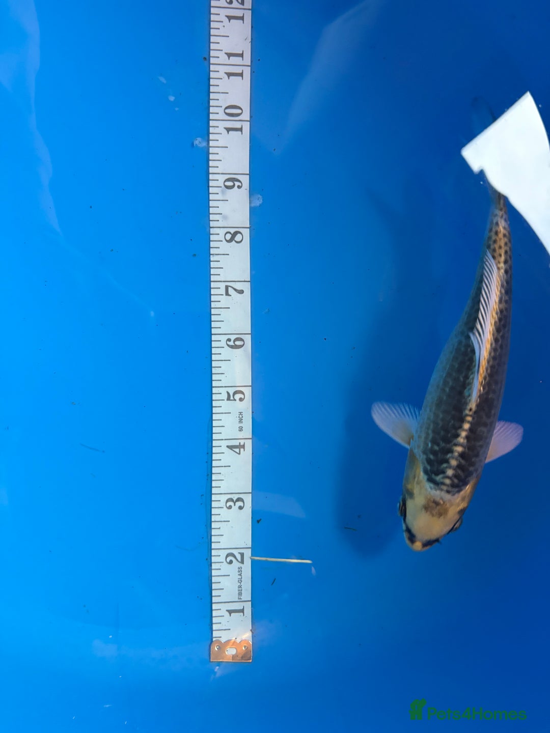 Koi Carp fish for sale: Mix of koi  - Image 6