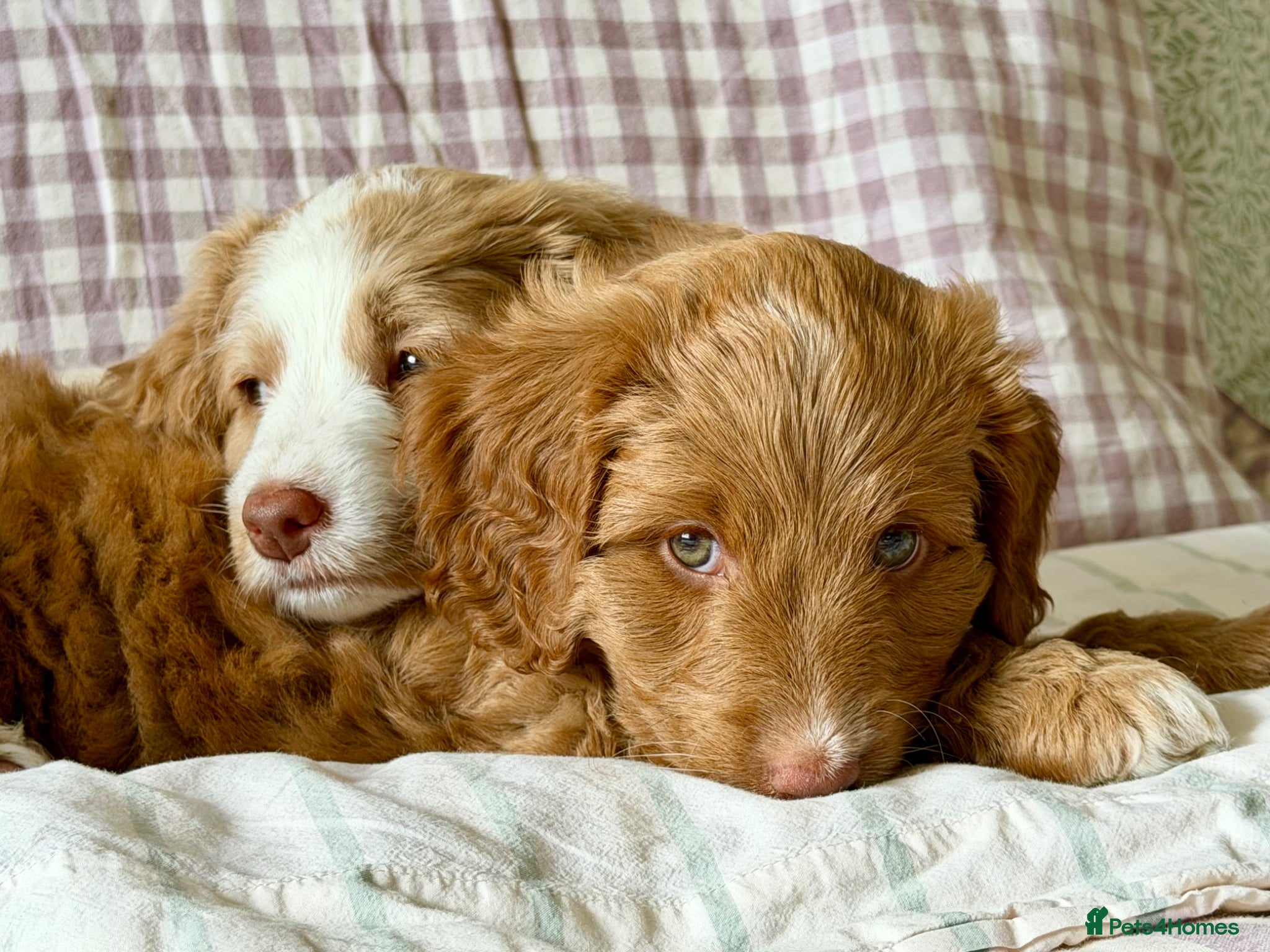 Australian Labradoodle dogs Health Tested Multigen Australian Double Doodles - Advert 2