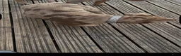 American Bully dogs for sale: American pocket bully  - Advert 2