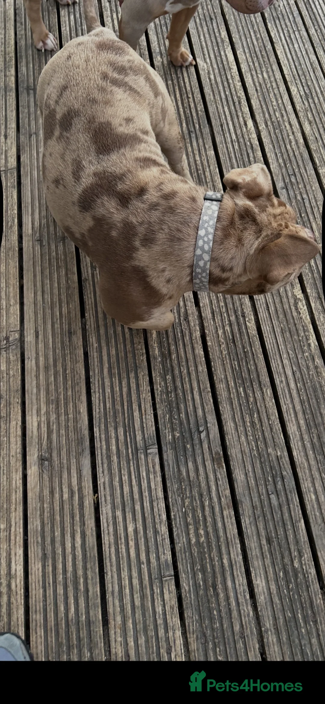 American Bully dogs for sale: American pocket bully  - Advert 2