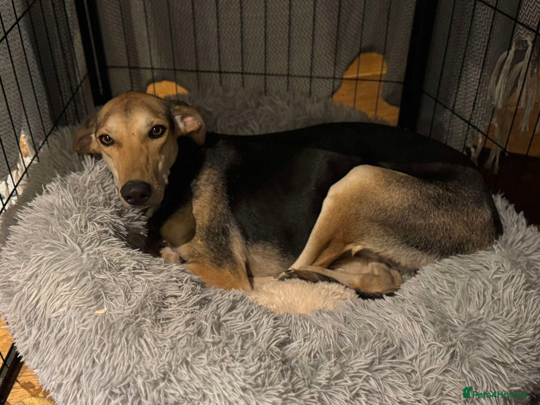 Mixed Breed dogs for adoption: Cahil , a sweet Cypriot girl  - Image 6