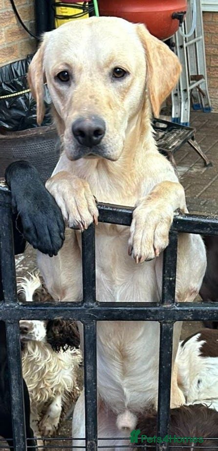 Labrador Retriever dogs KC Lab male - Advert 1