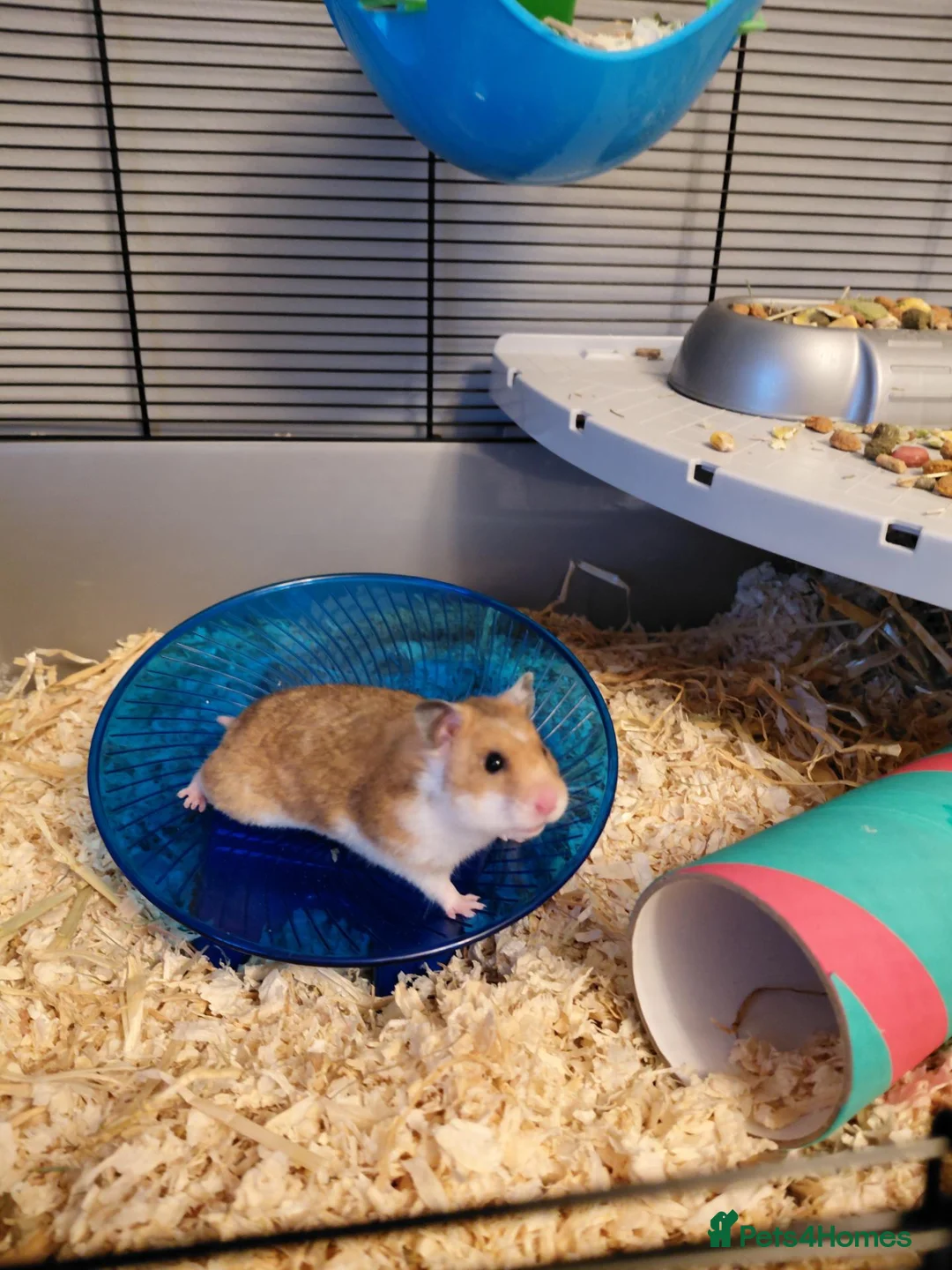 Hamster rodents for sale: Syrian Hamster in Saltash - Advert 1