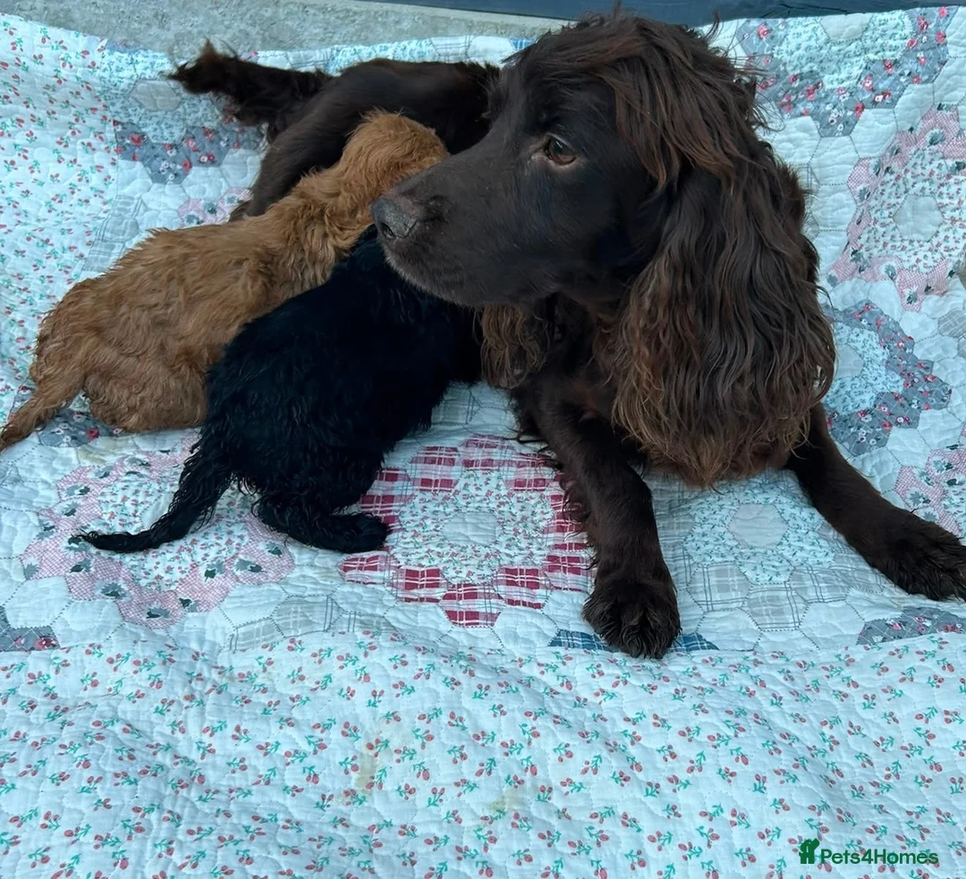 Cockapoo dogs for sale: Beautiful cockapoo puppies - Advert 19