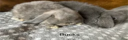 Mini Lop rabbits for sale: 4 gorgeous pure mini lops - Advert 7
