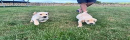Labrador Retriever dogs for sale: KC Registered Working Labrador Pups  - Advert 11