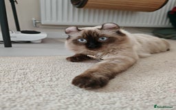 American Curl cats for sale: Two very rare and wonderful kittens for sale - Image 9
