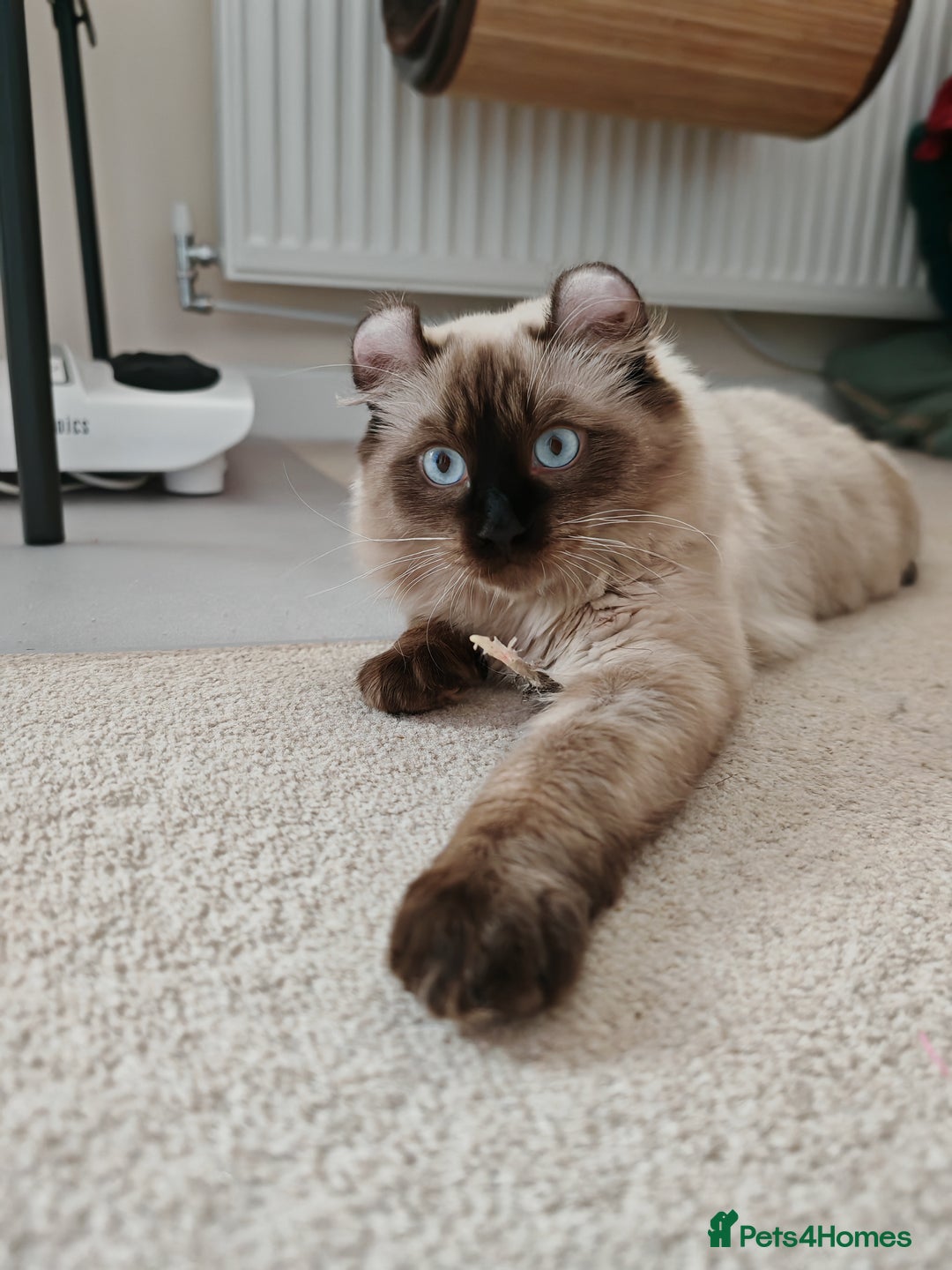 American Curl cats for sale: Two very rare and wonderful kittens for sale - Image 9