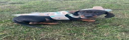 Miniature Dachshund dogs for sale: Gorgeous miniature dachshund - Advert 6
