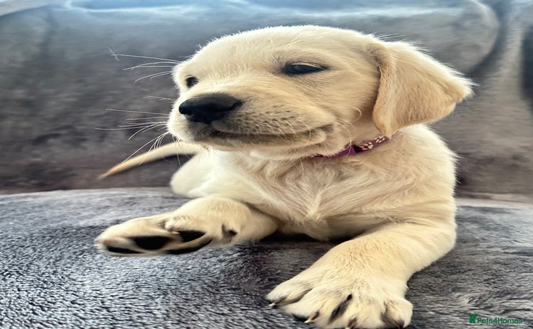 Golden Retriever dogs - Advert 2