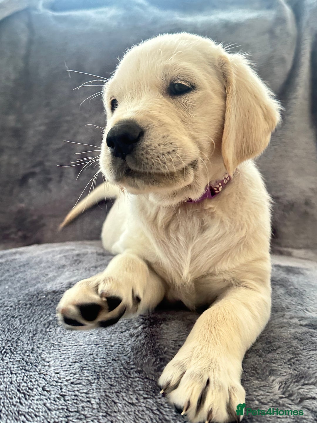Golden Retriever dogs for sale: KC REGISTERED GOLDEN RETRIEVER PUPS - Image 6