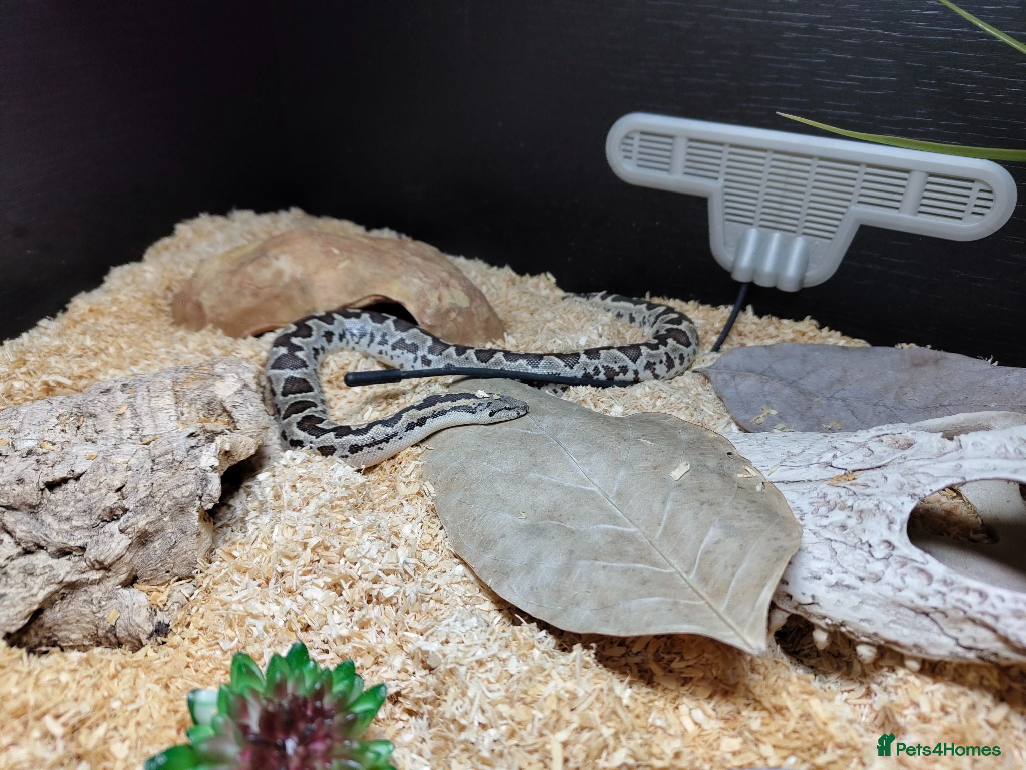 Snake reptiles Beautiful Male Rough-Scaled Sand Boa - Advert 2