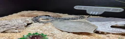 Snake reptiles for sale: Beautiful Male Rough-Scaled Sand Boa in Huntingdon - Advert 1