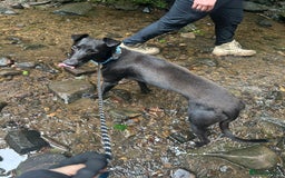 Lurcher dogs for sale: Male lurcher for sale  - Image 5
