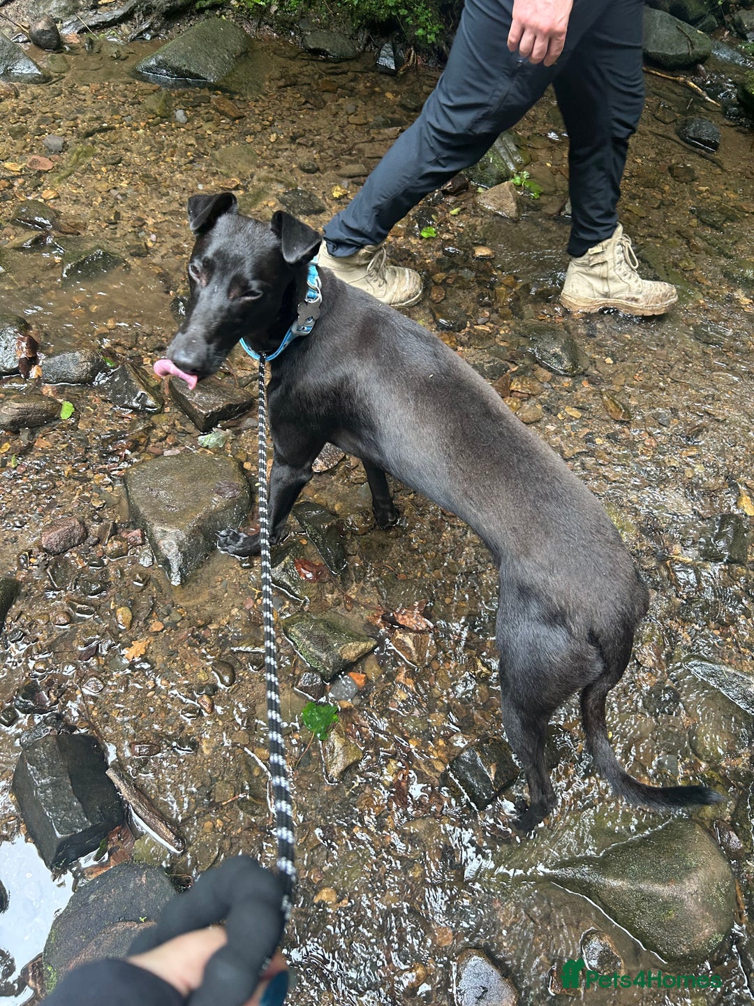 Lurcher dogs for sale: Male lurcher for sale  - Image 5