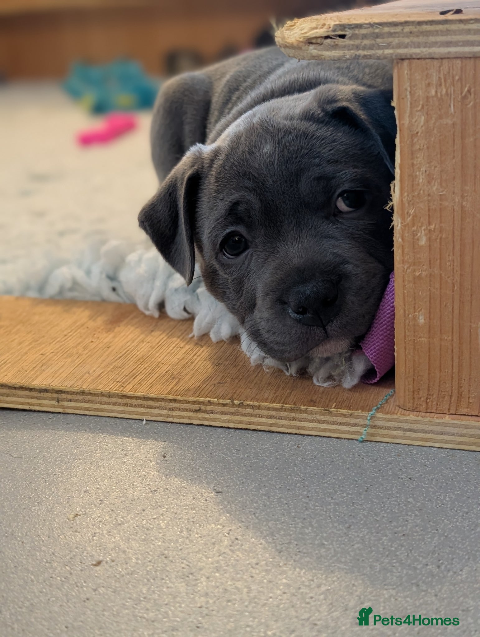 Staffordshire Bull Terrier dogs blue KC reg Staffordshire bull terrier puppies  - Advert 17