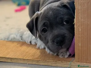 Staffordshire Bull Terrier dogs blue KC reg Staffordshire bull terrier puppies - Advert 12