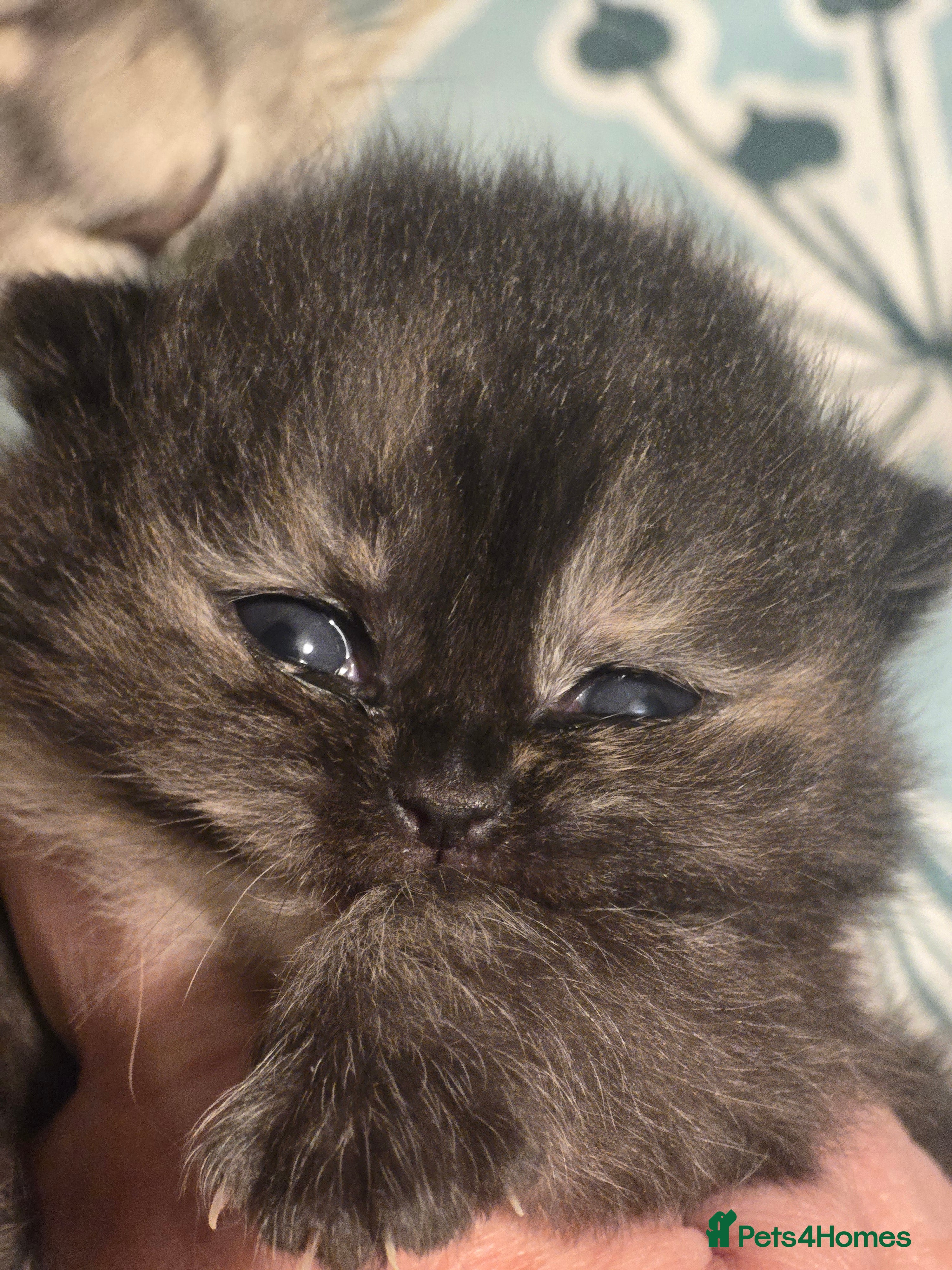 British Shorthair cats ONE GIRL LEFT TICA REGISTERED BRITISH SHORTHAIR - Advert 9