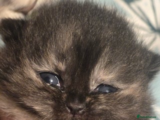 British Shorthair cats ONE GIRL LEFT TICA REGISTERED BRITISH SHORTHAIR - Advert 9