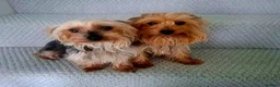 Yorkshire Terrier dogs for sale: Yorkshire Terrier Puppies - Advert 5