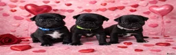 Pug dogs for sale: 3 Black Pug Pups  - Advert 5
