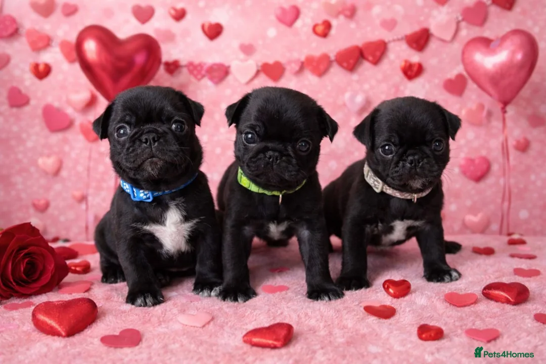 Pug dogs for sale: 3 Black Pug Pups  - Advert 5