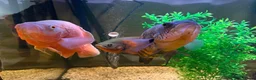 Cichlids fish for sale: Happy, Loved Oscar Fish and Friends  in Yateley - Advert 5