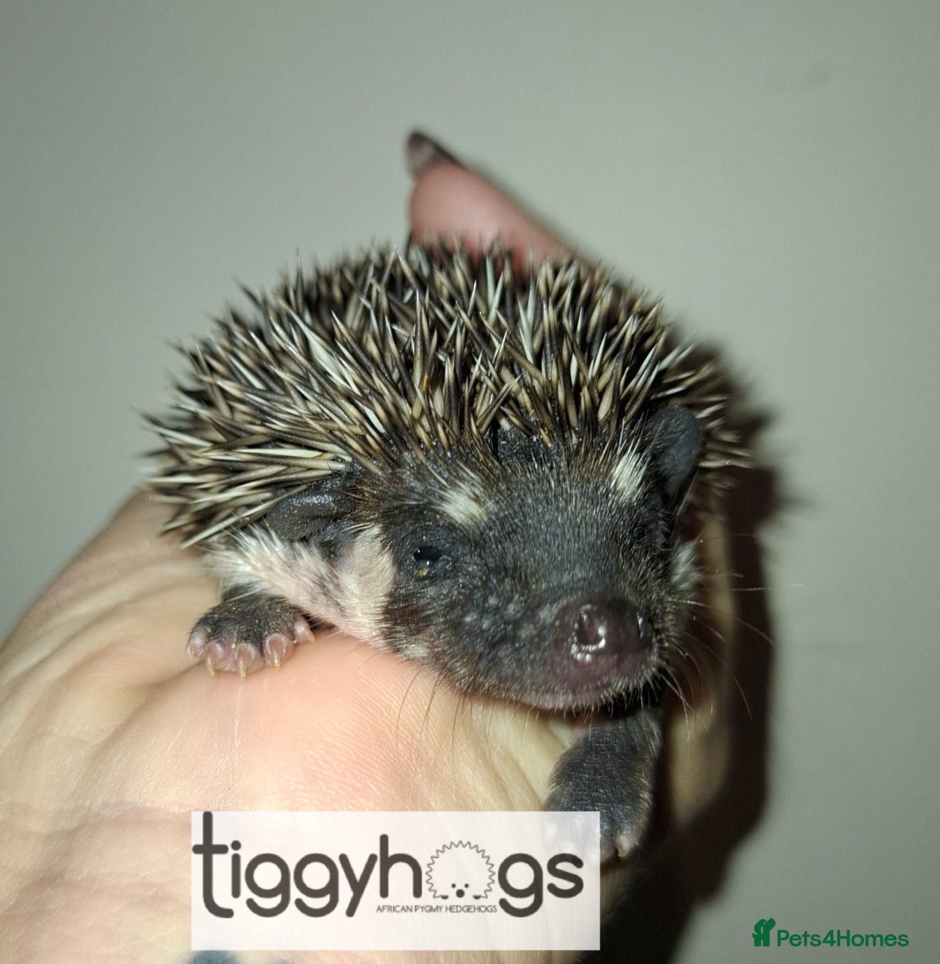 Pygmy Hedgehog rodents 3 Handsome boys available to reserve  - Advert 2