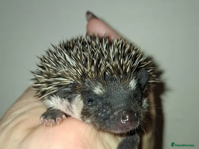 Pygmy Hedgehog rodents 3 Handsome boys available to reserve - Advert 2