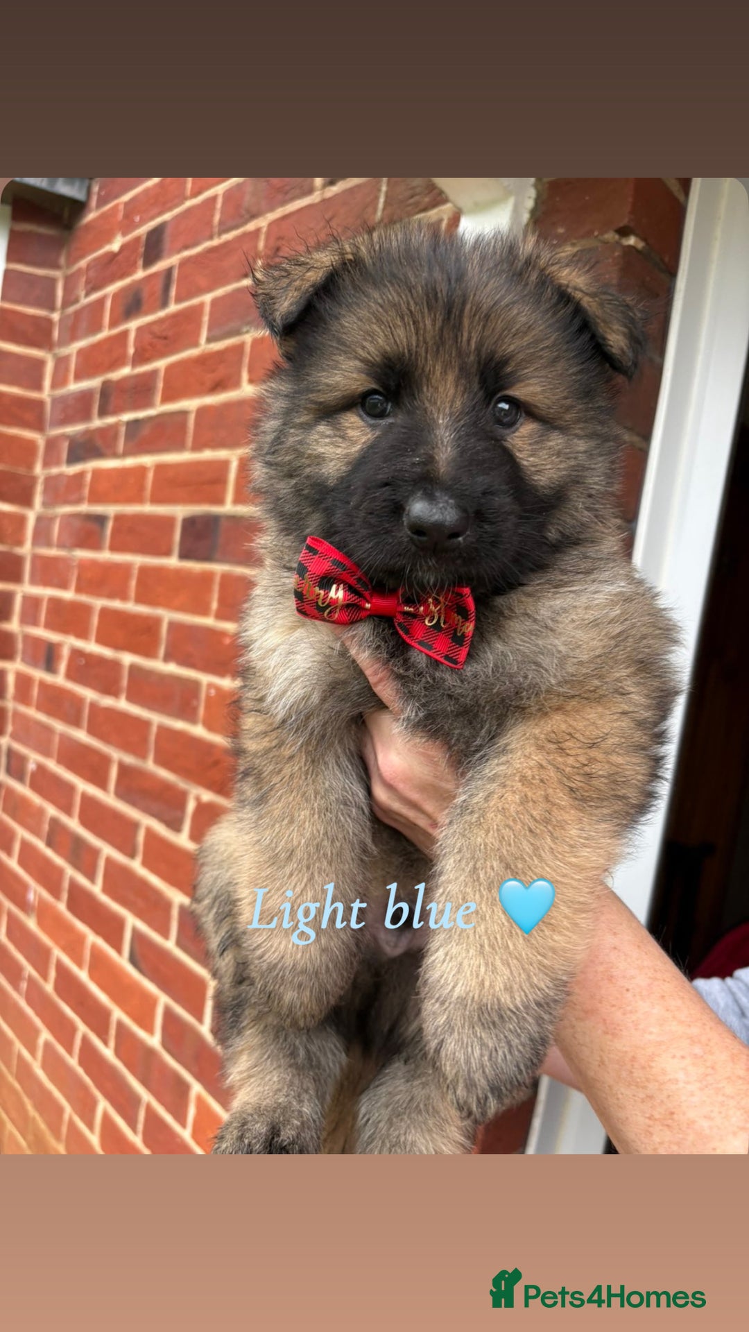 German Shepherd dogs for sale: Pedigree German Shepherd Puppies - Advert 6