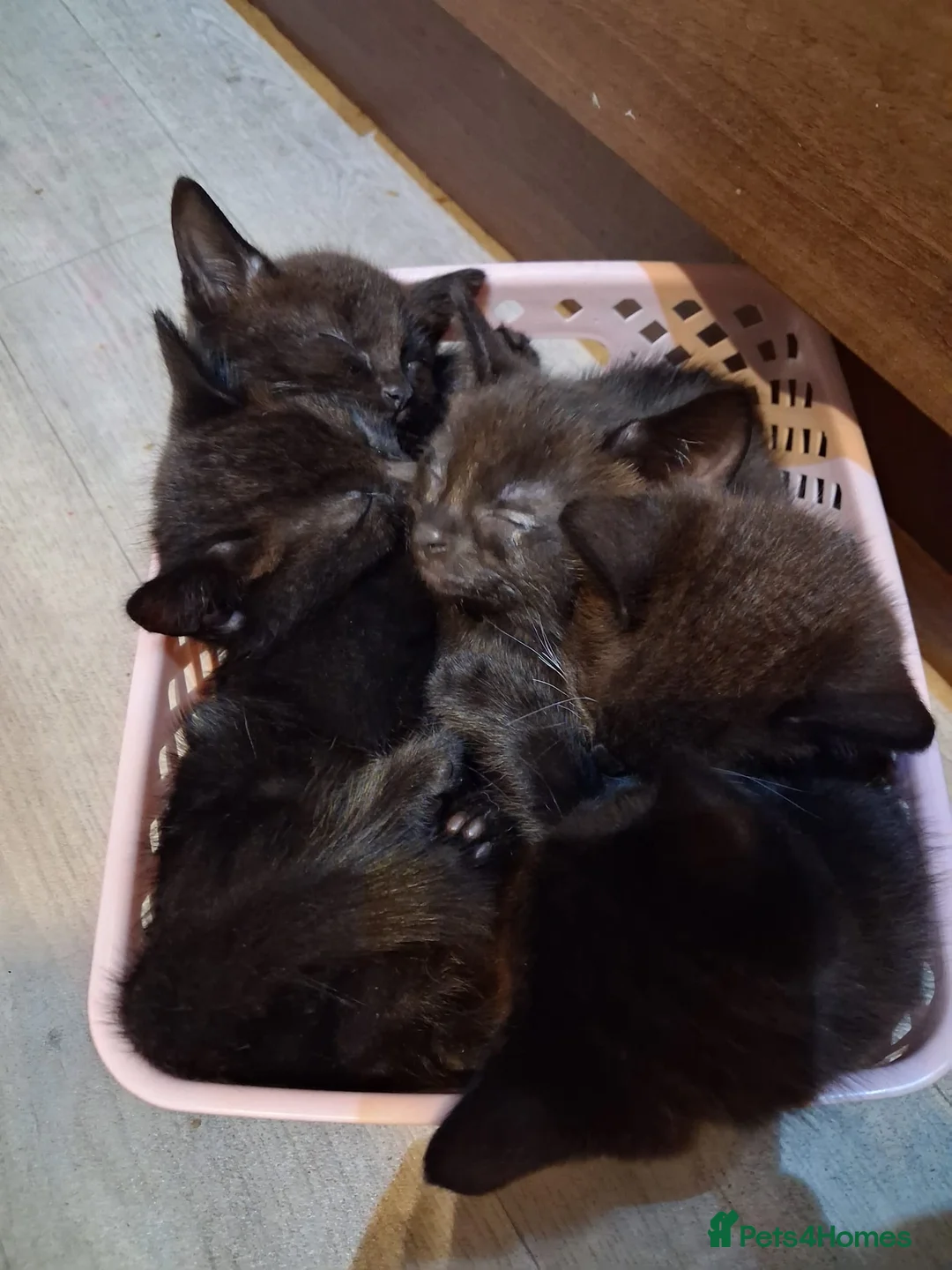 Mixed Breed cats for sale: Black and white kittens  - Advert 2
