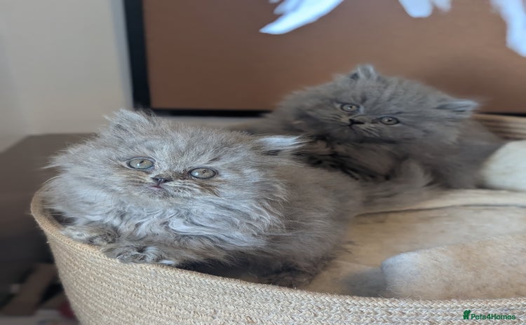 British Longhair cats British longhair kittens - Advert 13