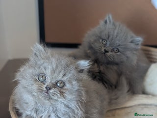 British Longhair cats British longhair kittens - Advert 19