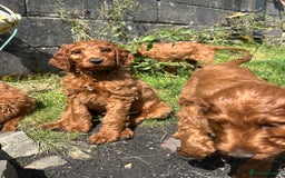 Irish Doodle dogs for sale: Irish doodles - Image 21
