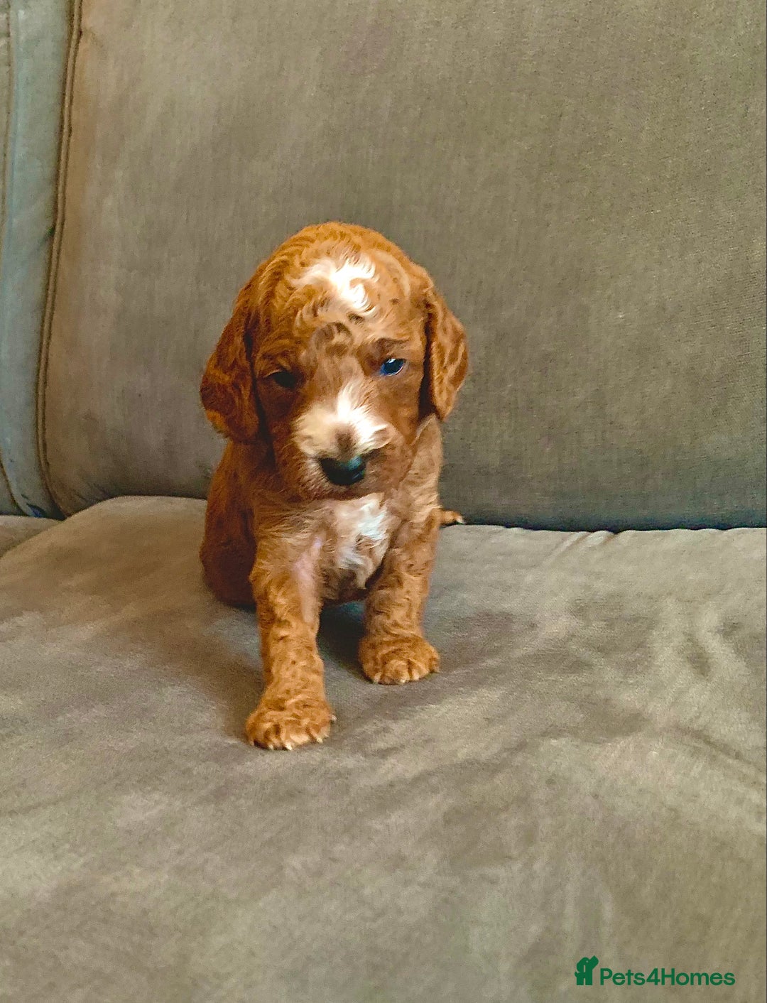 Cockapoo dogs for sale: Cockapoo - Advert 28