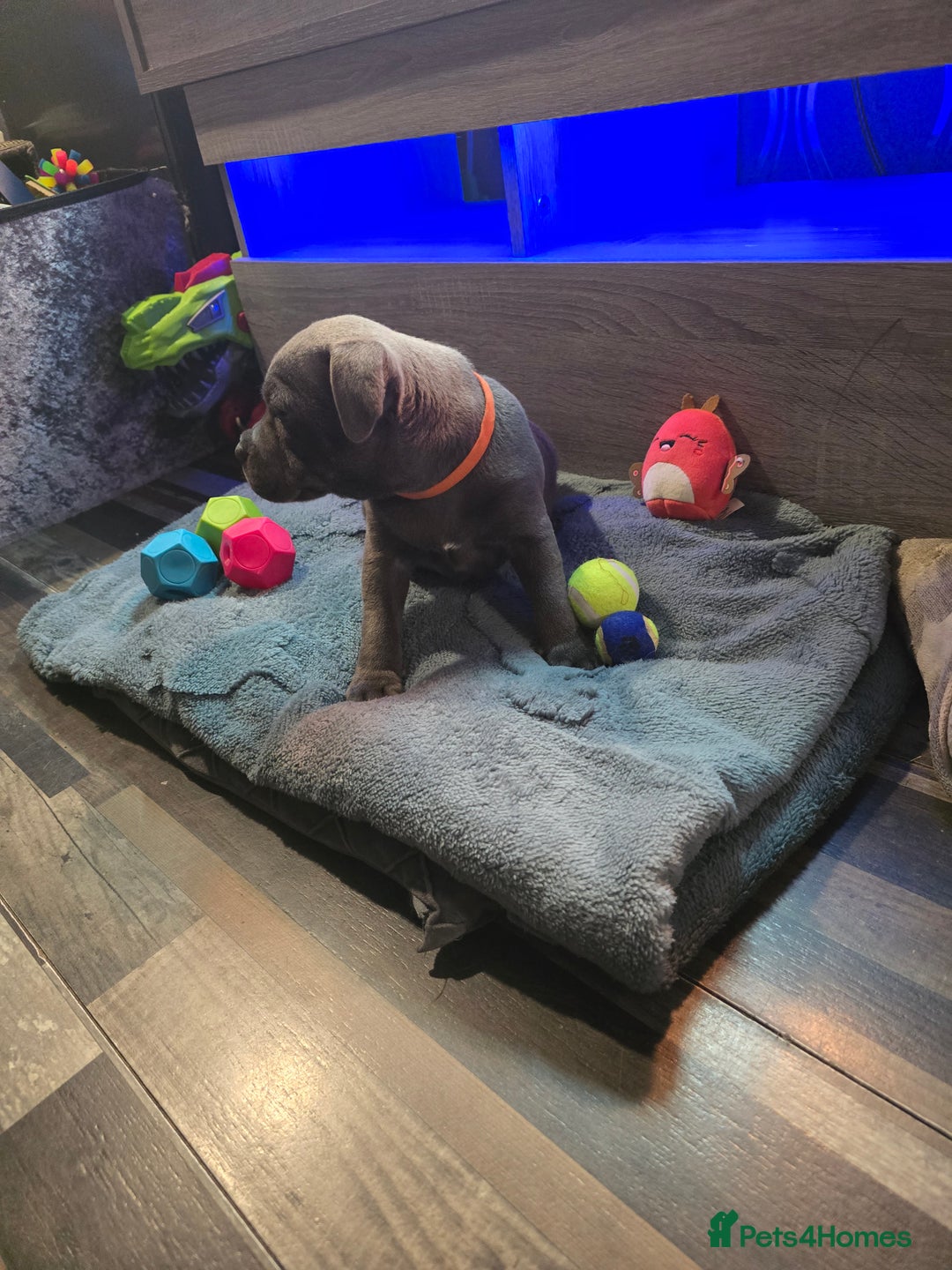 Staffordshire Bull Terrier dogs for sale: Stunning Staffordshire bull terrier pups  - Image 33